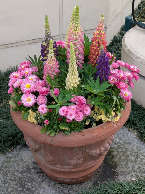 4Fの鉢植え（イクスピアリ）
