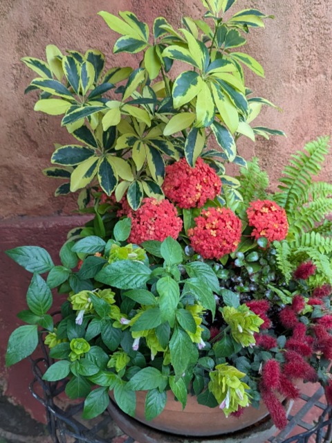 アドベンチャーランドの花