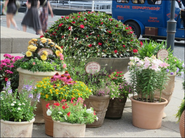 鉢植え（フード＆ワイン・フェスティバル）