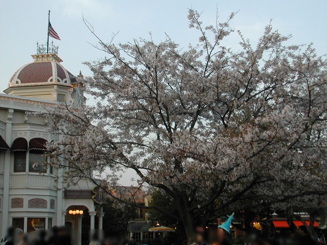 プラザの桜（東京ディズニーランド20thアニバーサリー）